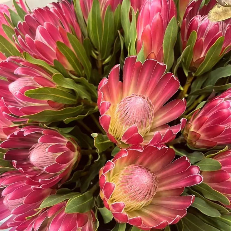 King Protea-Princess  Seeds