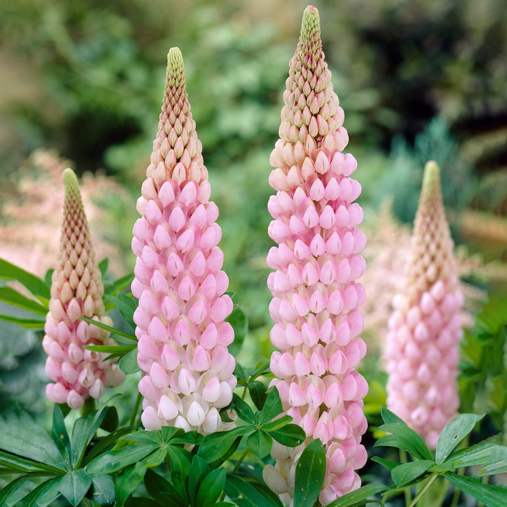 HOT SALL💥Lupine Seeds 🌸🌸🌸