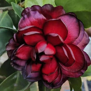 Mochuan Camellia