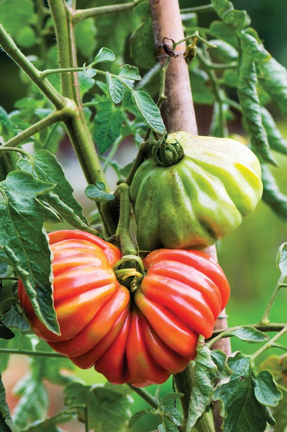 Tomato 'Pink Accordion'