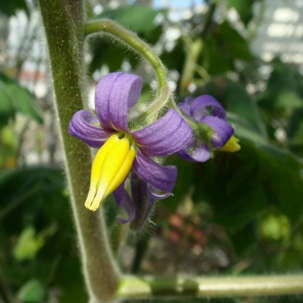 Nipple Fruit Seeds ~ Cow's Udder ~ Titty Fruit ~ Apple of Sodom (Solanum mammosum) ~ Nipplefruit Bizarre Fruit in the Solanum Family