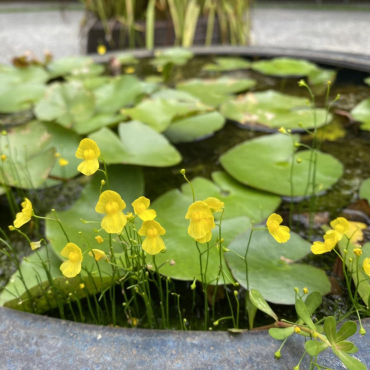 New off🔥Utricularia gibba seeds