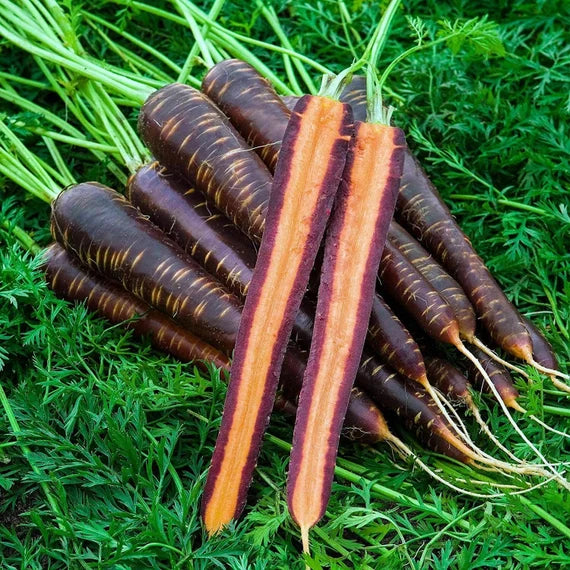 Purple Haze Hybrid Carrot Seed