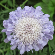 Scabiosa atropurpurea 'Beaujolais Bonnets' (Pincushion Flower) Seeds