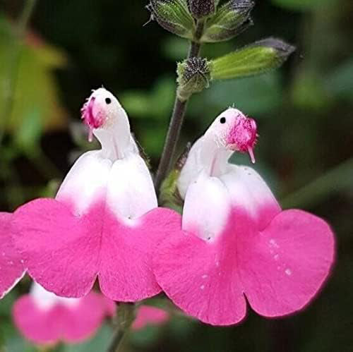 💕New Year special offer 🎁Salvia microphylla 'Hot Lips'