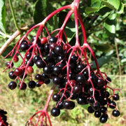 Egrow 50Pcs,100 Pcs/Pack Elderberry Seeds Green Polygonum Japonicum Seed Garden Decoration