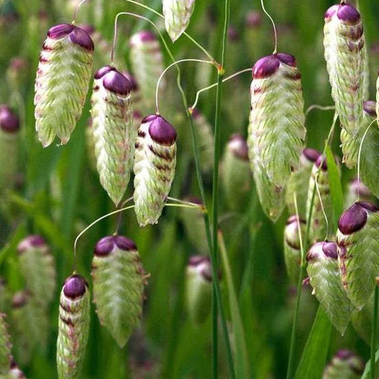 Quaking Grass Seeds