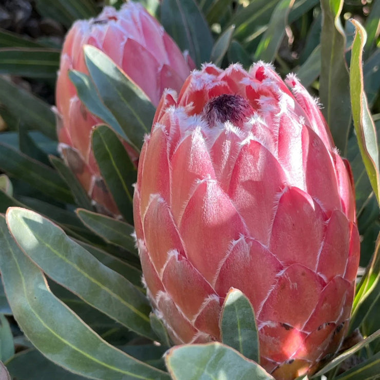 Protea cynaroides Seeds