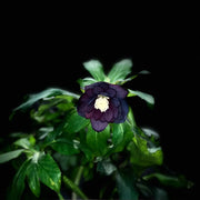 Helleborus Seeds-Black Swan