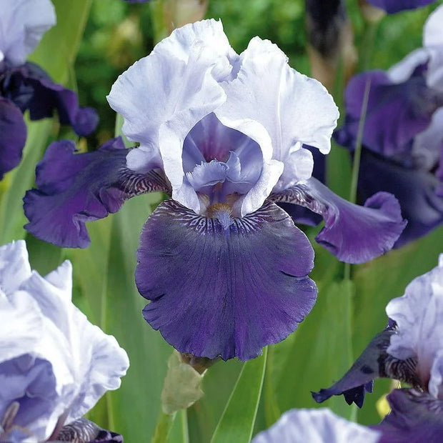 Iris Germanica 'Over Alaska'