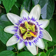 Passion Flower (Passiflora Caerulea) Seeds