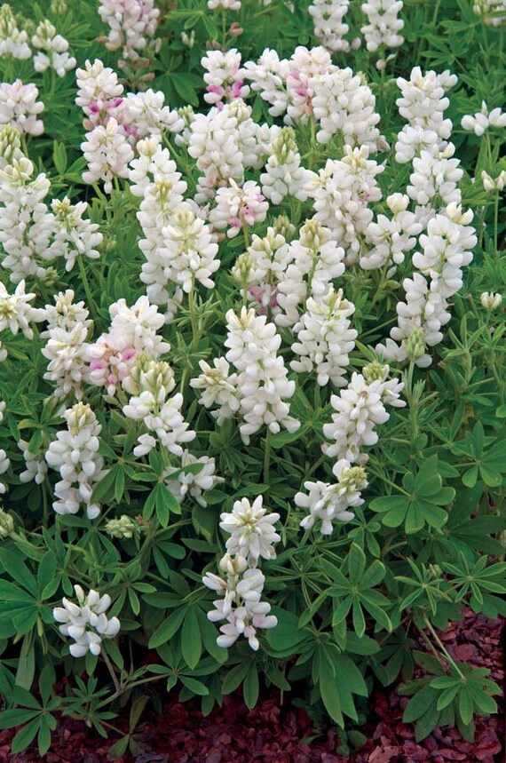 🤍LUPINE SNOW PIXIE, Lupinus White Bluebonnet / Fast Annual Fragrant Flower Seeds