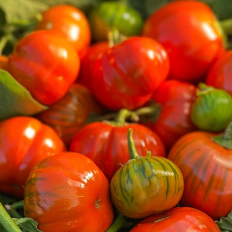 TURKISH ORANGE EGGPLANT SEED