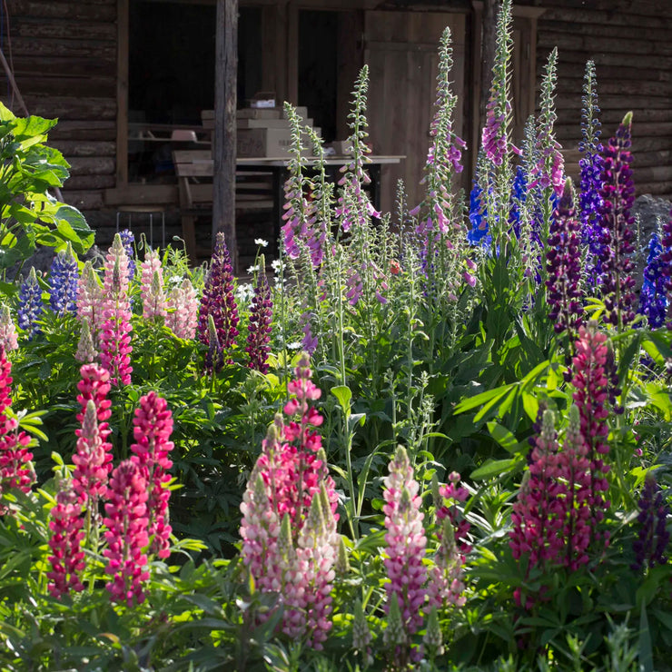 HOT SALL💥Lupine Seeds 🌸🌸🌸