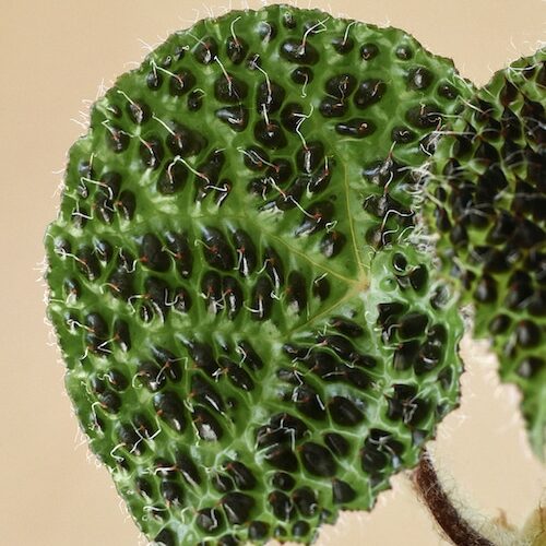 Begonia ferox (Begonia species)