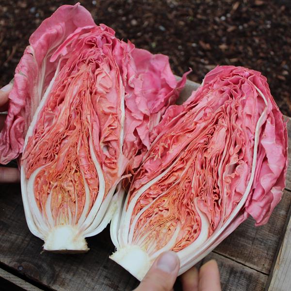 Mantovano Radicchio Seeds, Pink "Lettuce" Cichorium intybus