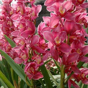Cymbidium Orchid Seeds