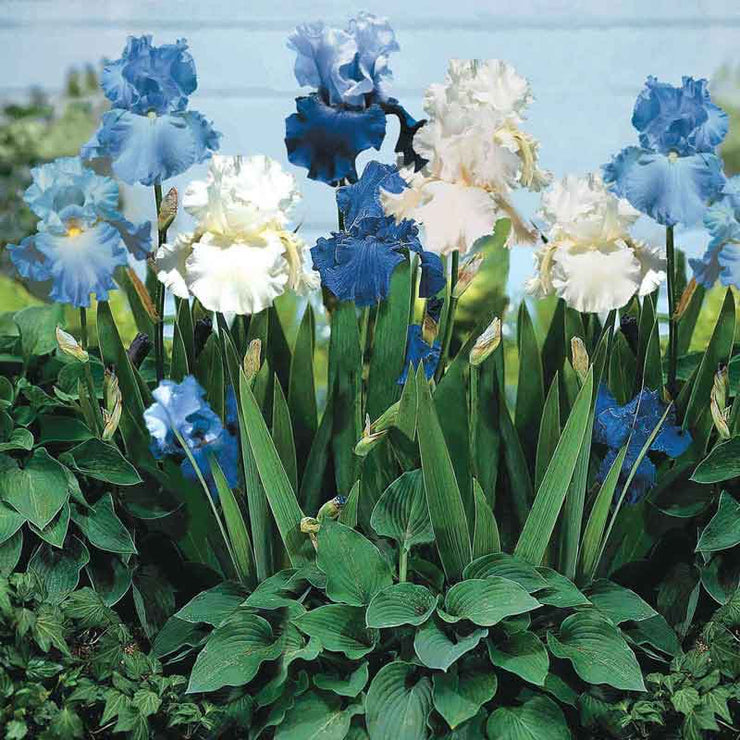 Blue Bearded Iris