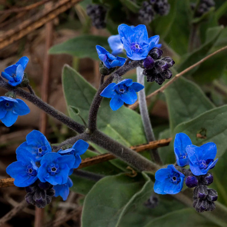 Chinese forget-me-not Seeds