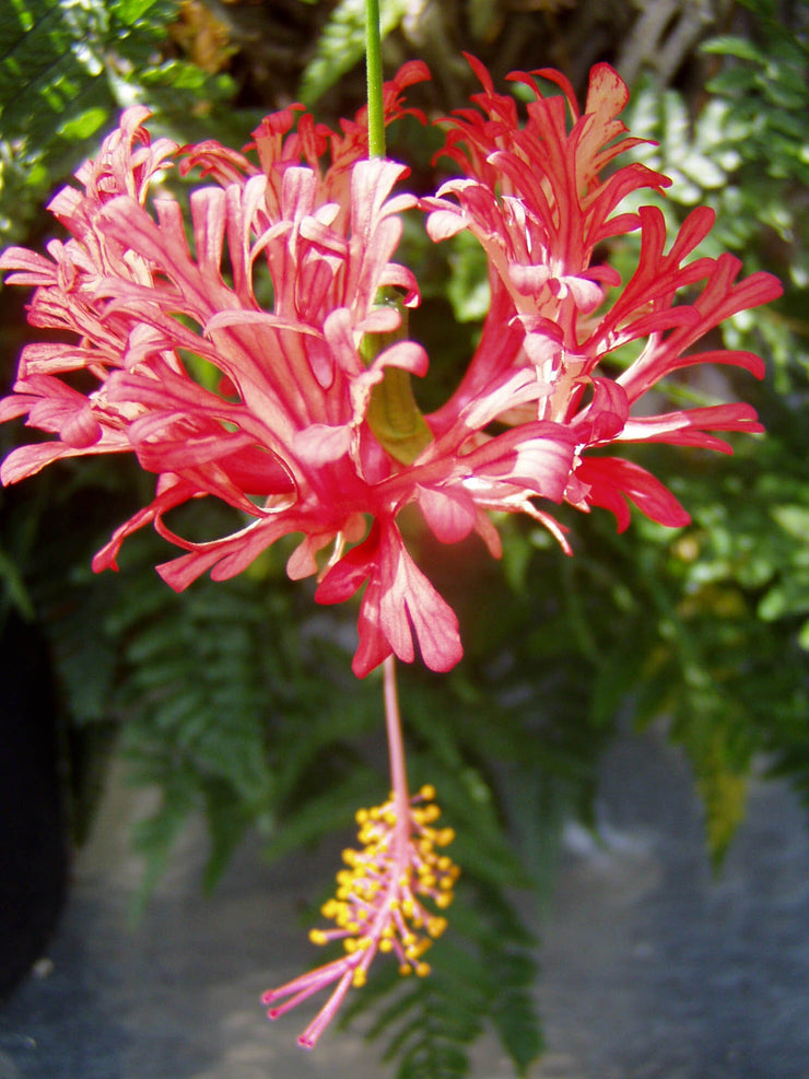 Hibiscus schizopetalus 'Japanese Lanterns'