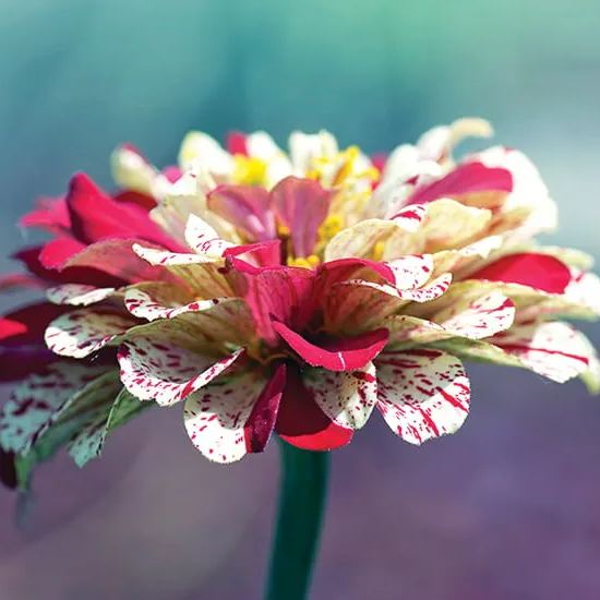 Striped Zinnia Seeds