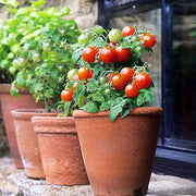 Indoor Red Dwarf Tomato 'Bajaja' Seeds