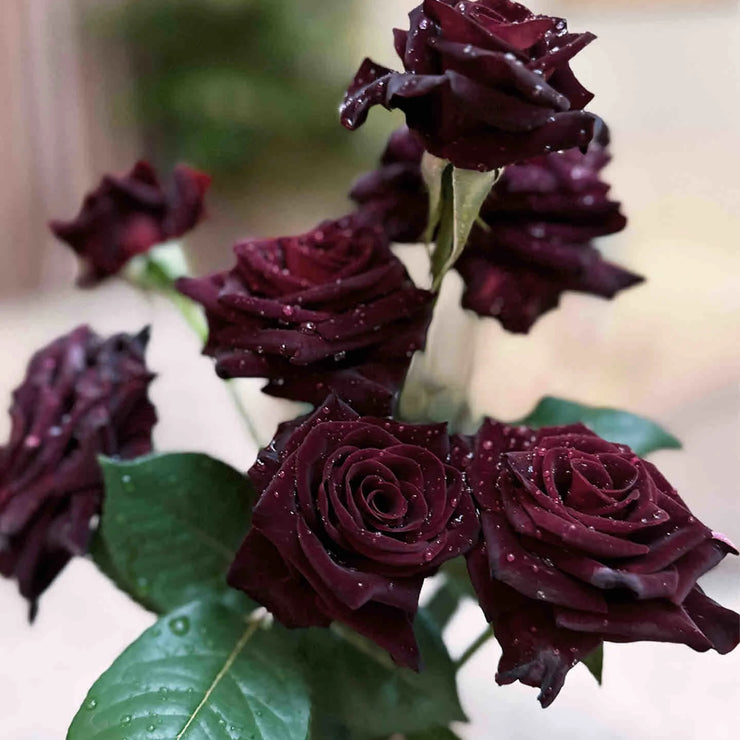 Black rose seeds🌹- Black Buck