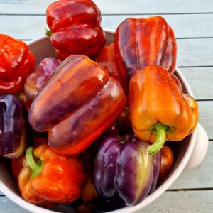 Heirloom Sweet Bell Pepper Seeds - 'Lilac'