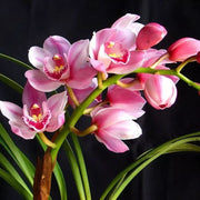 Cymbidium Orchid Seeds