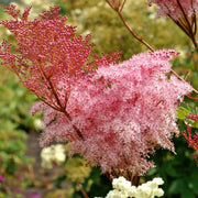 Filipendula rubra 'Venusta'