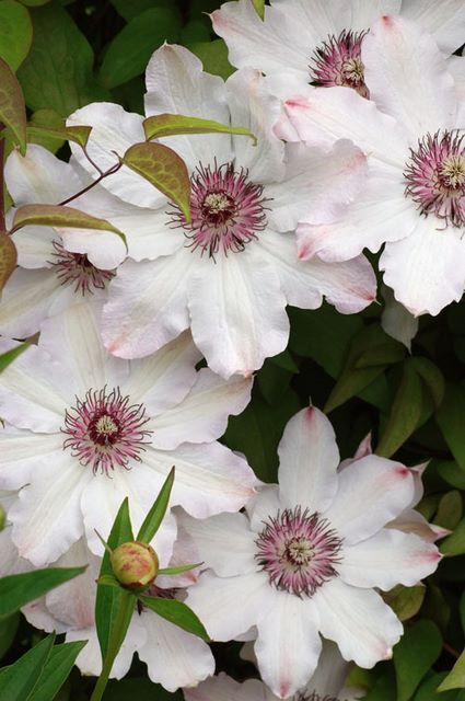 Clematis 'Snow Queen'