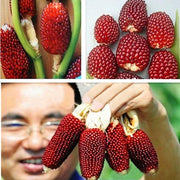 Egrow 50Pcs/Pack Jackfruit Strawberry Seeds Garden Plants Fruit Seeds