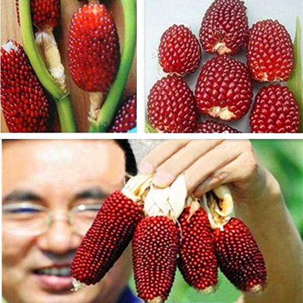 Egrow 50Pcs/Pack Jackfruit Strawberry Seeds Garden Plants Fruit Seeds