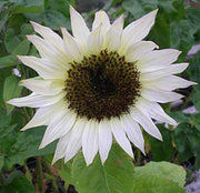 White Moonshadow Sunflower Seeds Rare Sun Flower Seeds