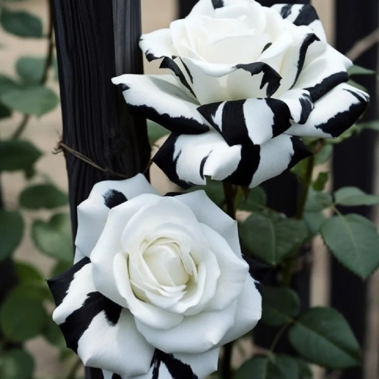 🖤Black&White Kuyla Twin Roses Seeds