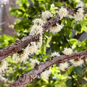 Jabuticaba Seeds