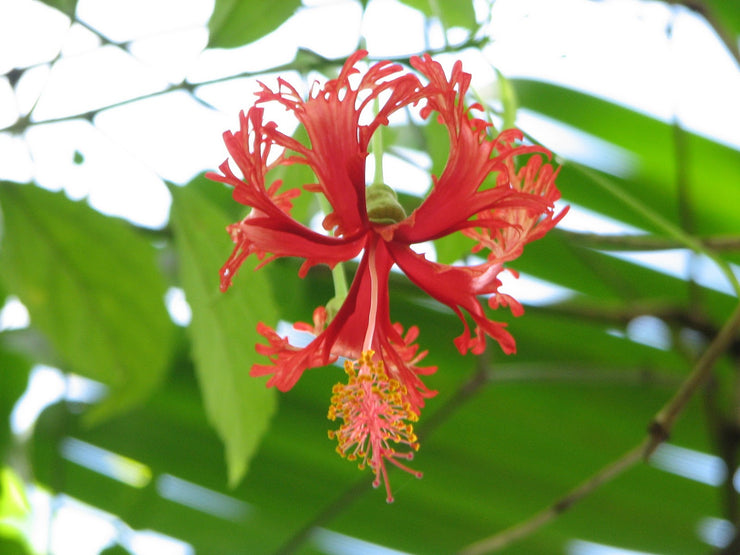 Hibiscus schizopetalus 'Japanese Lanterns'