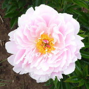 Large Double Paper Peony Flower Seeds