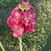 Matthiola incana StoX Antique Rose-'Pink'