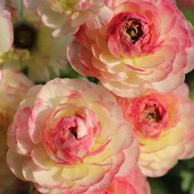 Ranunculus 'Picotee Orange' Seeds