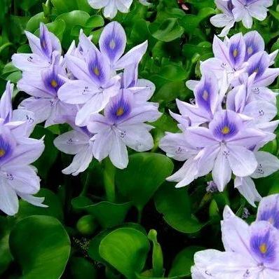 Water Hyacinth (Eichhornia crassipes) Seeds