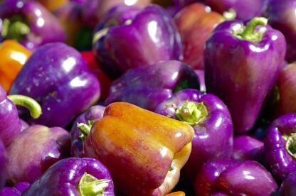 Heirloom Sweet Bell Pepper Seeds - 'Lilac'