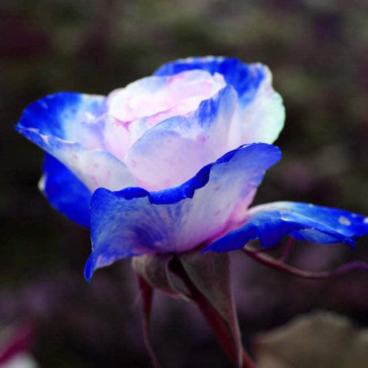 Rare Bag Blue Pink Rose Seeds Scented  Plants  Flowers