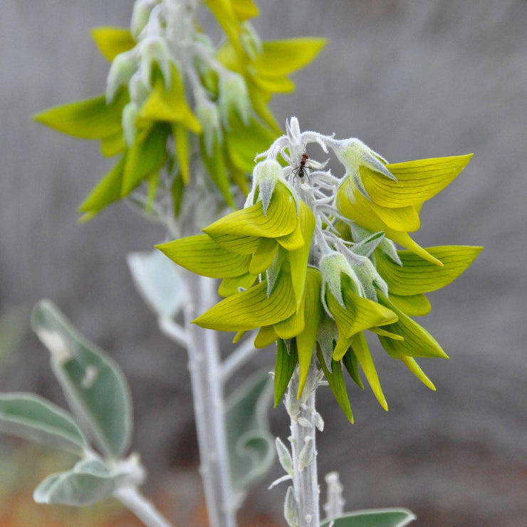 Crotalaria Cunninghamii Seeds