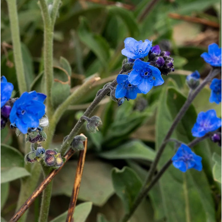 Chinese forget-me-not Seeds