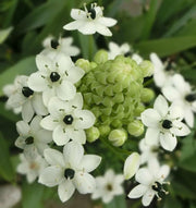 Arabacum Star Of Bethlehem White Flower