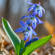 Up to 59%off💥Siberian Squill or Scilla