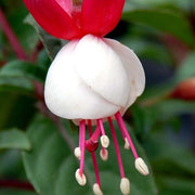 🔥🔥🔥Best Selling worldwide in 2023🔥- Perennial Campanula Flower Seeds