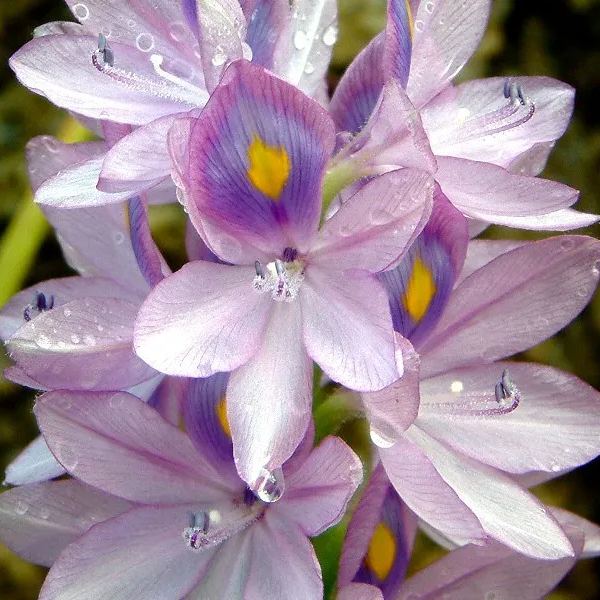 Water Hyacinth (Eichhornia crassipes) Seeds