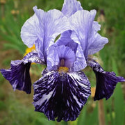 Iris germanica 'Millennium Falcon'